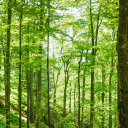 Foresta