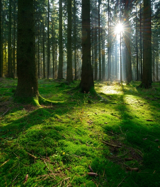Foresta